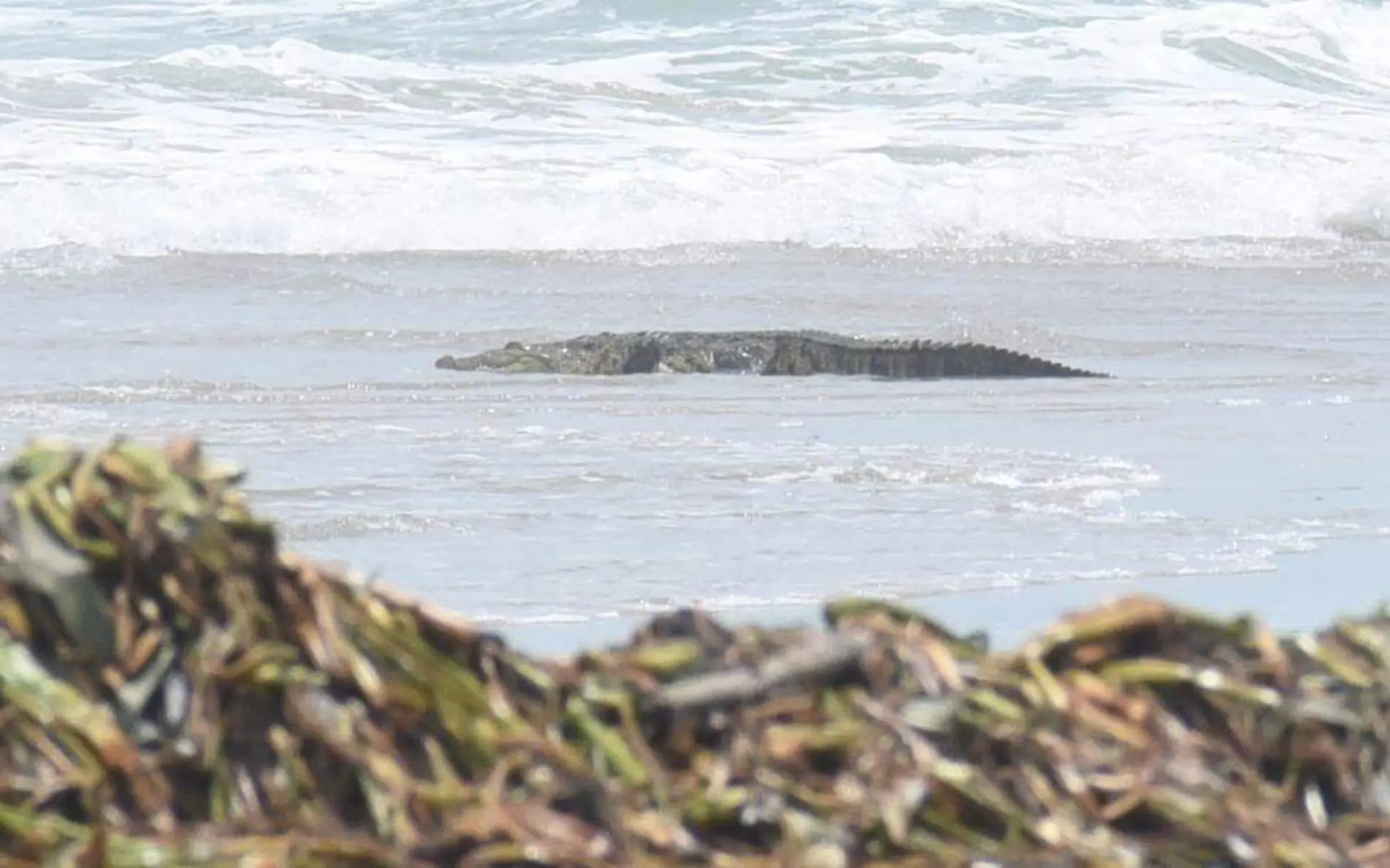 En el sur de Tamaulipas los cocodrilos llegaron hasta Playa Miramar José Luis Tapia